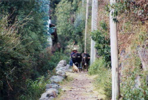 Peru-119.jpg (129363 bytes)