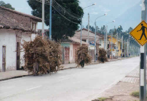 Peru-52.jpg (110912 bytes)
