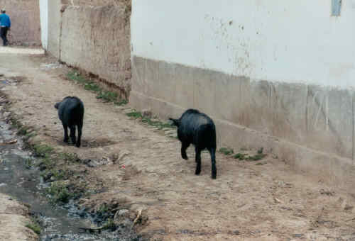Peru-56.jpg (67562 bytes)